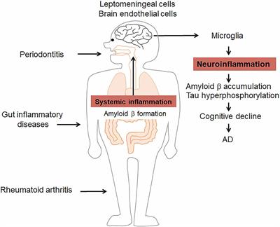 Frontiers Inflammation Spreading Negative Spiral Linking Systemic